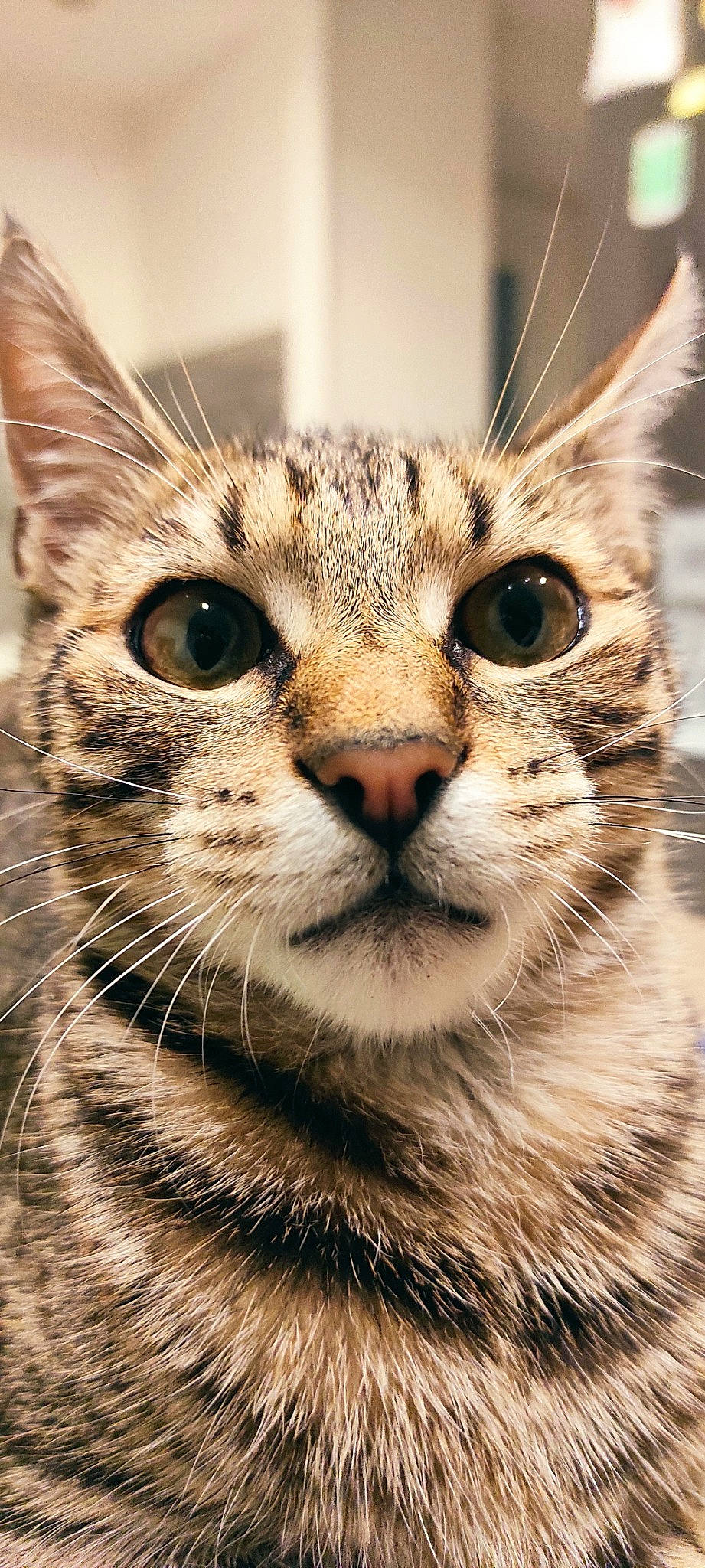 Satan participe au concours pour gagner de l'argent avec cette photo : carnivore, cat, domestic_short_haired_cat, felidae, fur, grass, photography, small_to_medium_sized_cats, snout, terrestrial_animal, tree, whiskers, wildlife