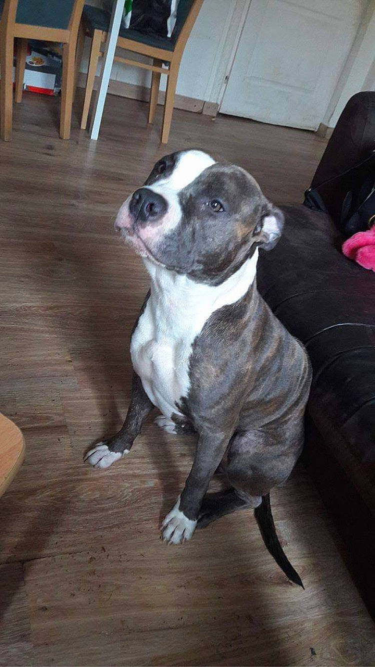 Ganja participe au concours pour gagner de l'argent avec cette photo : boston_terrier, carnivore, collar, comfort, companion_dog, couch, dog, dog_breed, fawn, flooring, hardwood, plank, tail, toy_dog, varnish, whiskers, wood, wood_flooring, wood_stain, working_animal