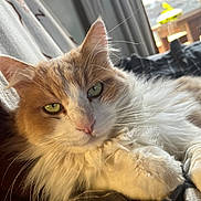 Choupie a rejoint le concours — aidez-le/la à gagner de superbes lots ! cat, fluffy, orange, white, green_eyes, closeup, indoor, blanket, cozy, relaxed, pet, animal, feline, whiskers, soft_light, window, curtain, fur, resting, domestic_cat
