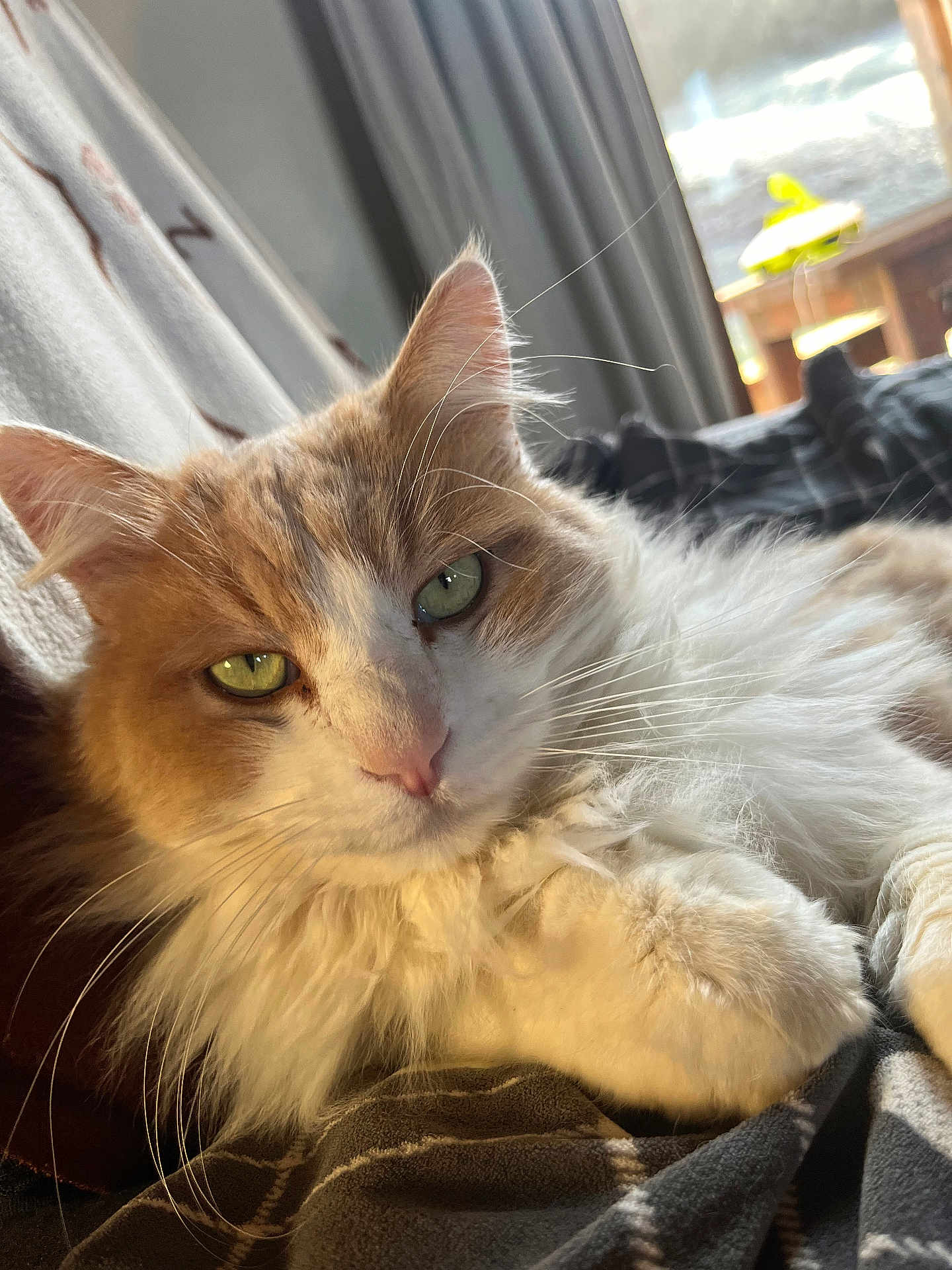 Choupie a rejoint le concours — aidez-le/la à gagner de superbes lots ! cat, fluffy, orange, white, green_eyes, closeup, indoor, blanket, cozy, relaxed, pet, animal, feline, whiskers, soft_light, window, curtain, fur, resting, domestic_cat