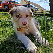 Taïko a rejoint le concours — aidez-le/la à gagner de superbes lots ! puppy, dog, grass, outdoor, sunlight, blue_eyes, pet, nose, collar, tag, tree, car, house, flower, nature, animal, cute, fur, playful, young