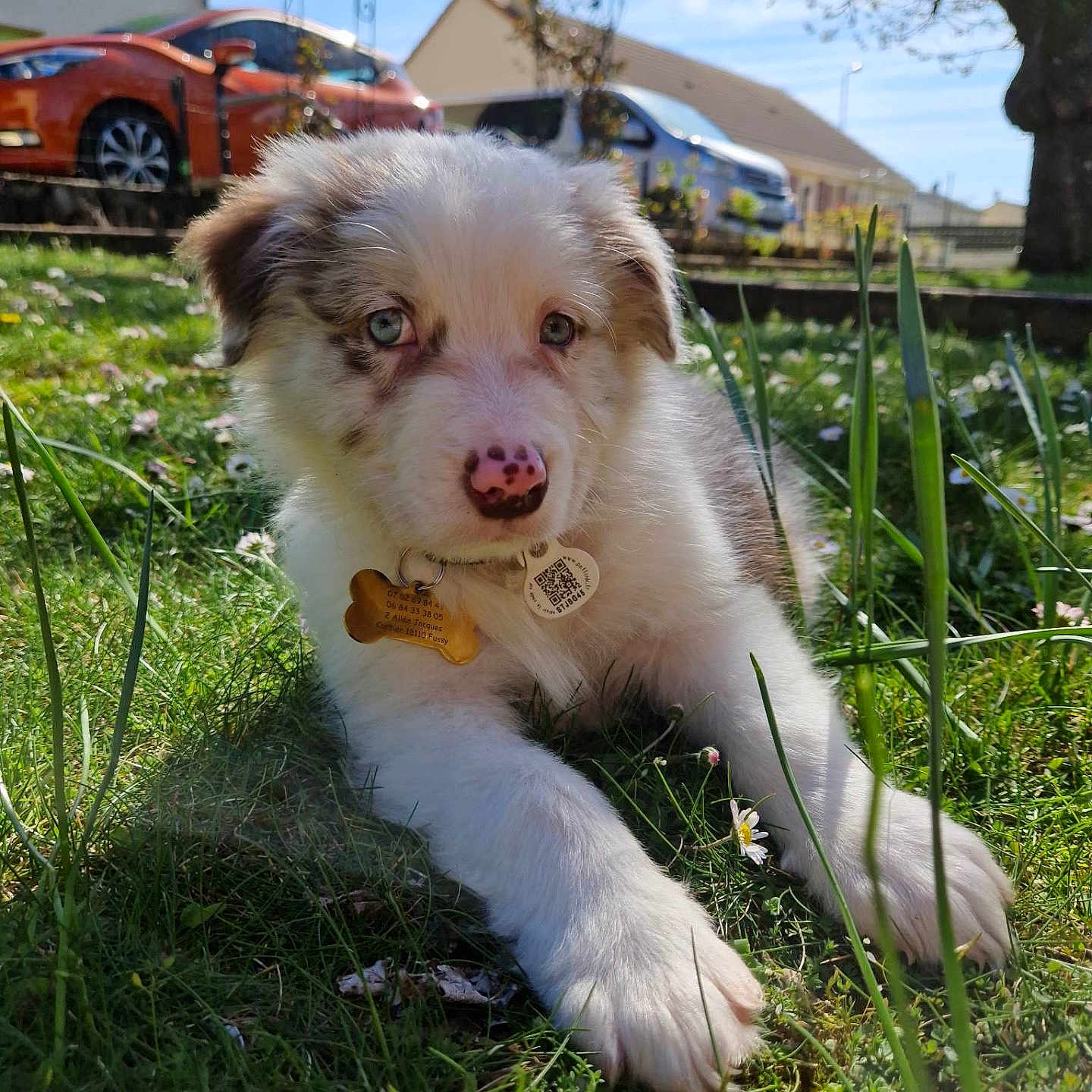 Taïko a rejoint le concours — aidez-le/la à gagner de superbes lots ! animal, blue_eyes, car, collar, cute, dog, flower, fur, grass, house, nature, nose, outdoor, pet, playful, puppy, sunlight, tag, tree, young