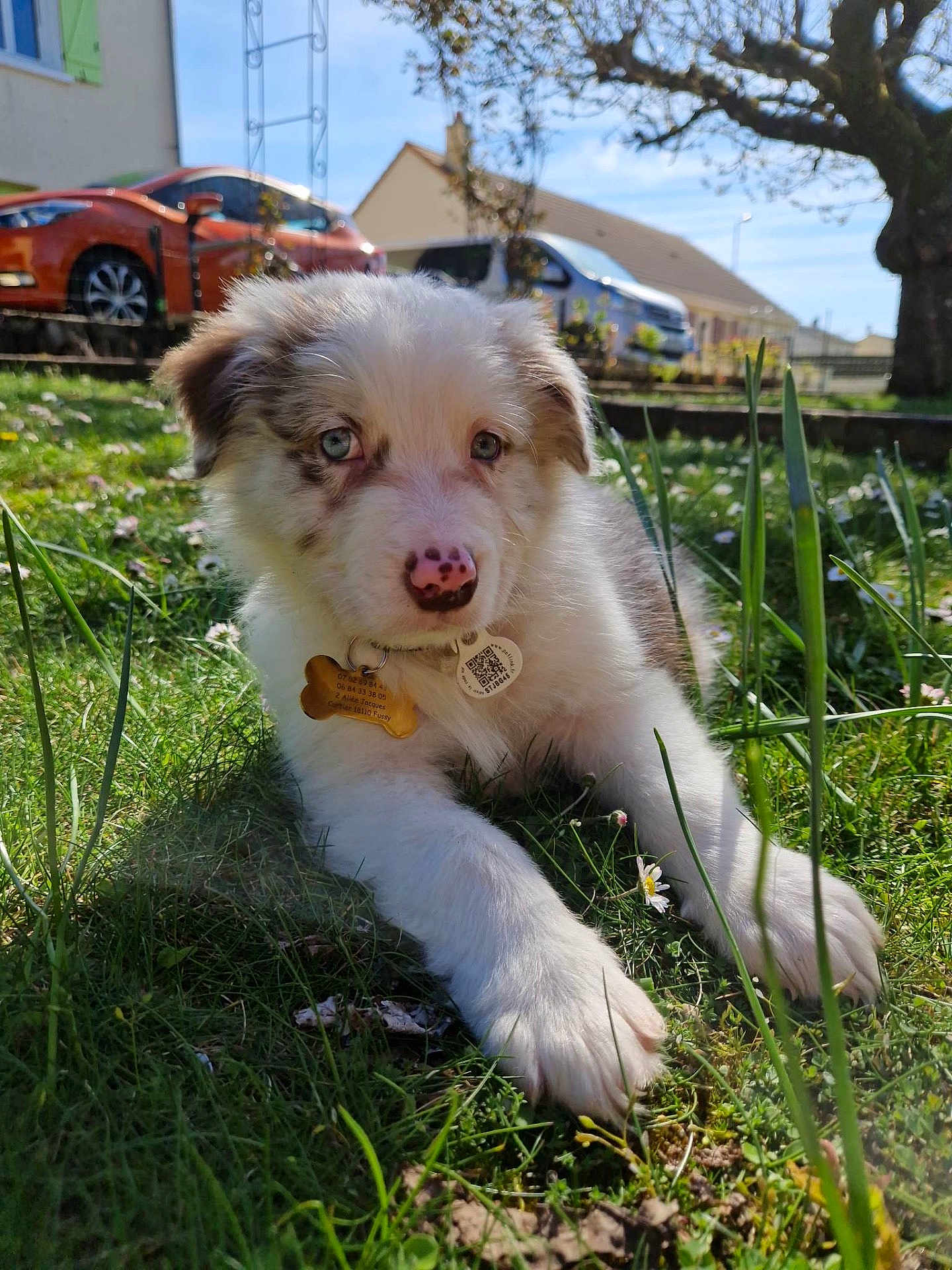 Taïko a rejoint le concours — aidez-le/la à gagner de superbes lots ! puppy, dog, grass, outdoor, sunlight, blue_eyes, pet, nose, collar, tag, tree, car, house, flower, nature, animal, cute, fur, playful, young