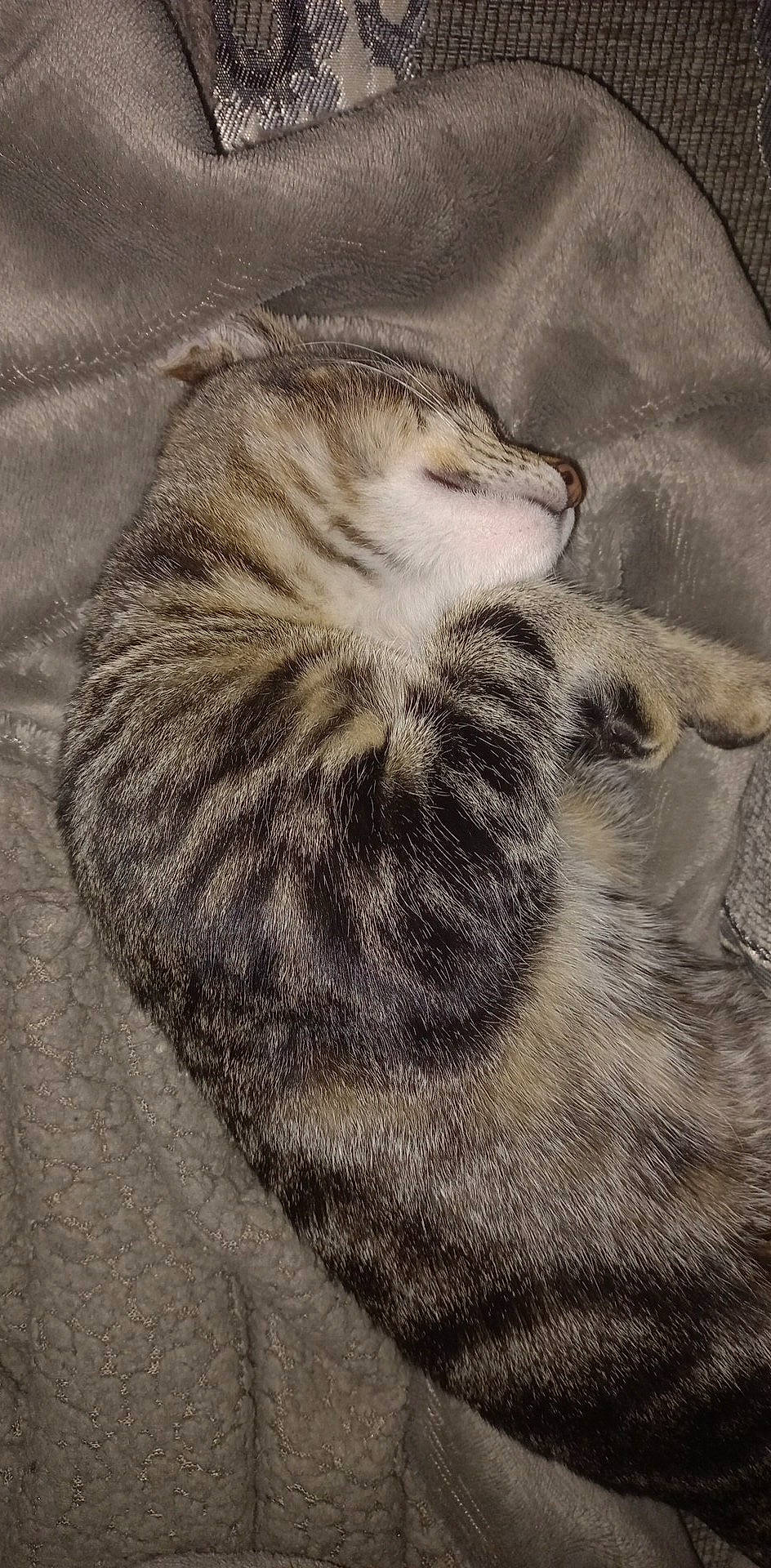 Minou participe au concours pour gagner de l'argent avec cette photo : big_cats, canidae, carnivore, cat, claw, comfort, dog_breed, domestic_short_haired_cat, erinaceidae, fawn, felidae, fur, grey, paw, small_to_medium_sized_cats, snout, snow_leopard, tail, terrestrial_animal, whiskers