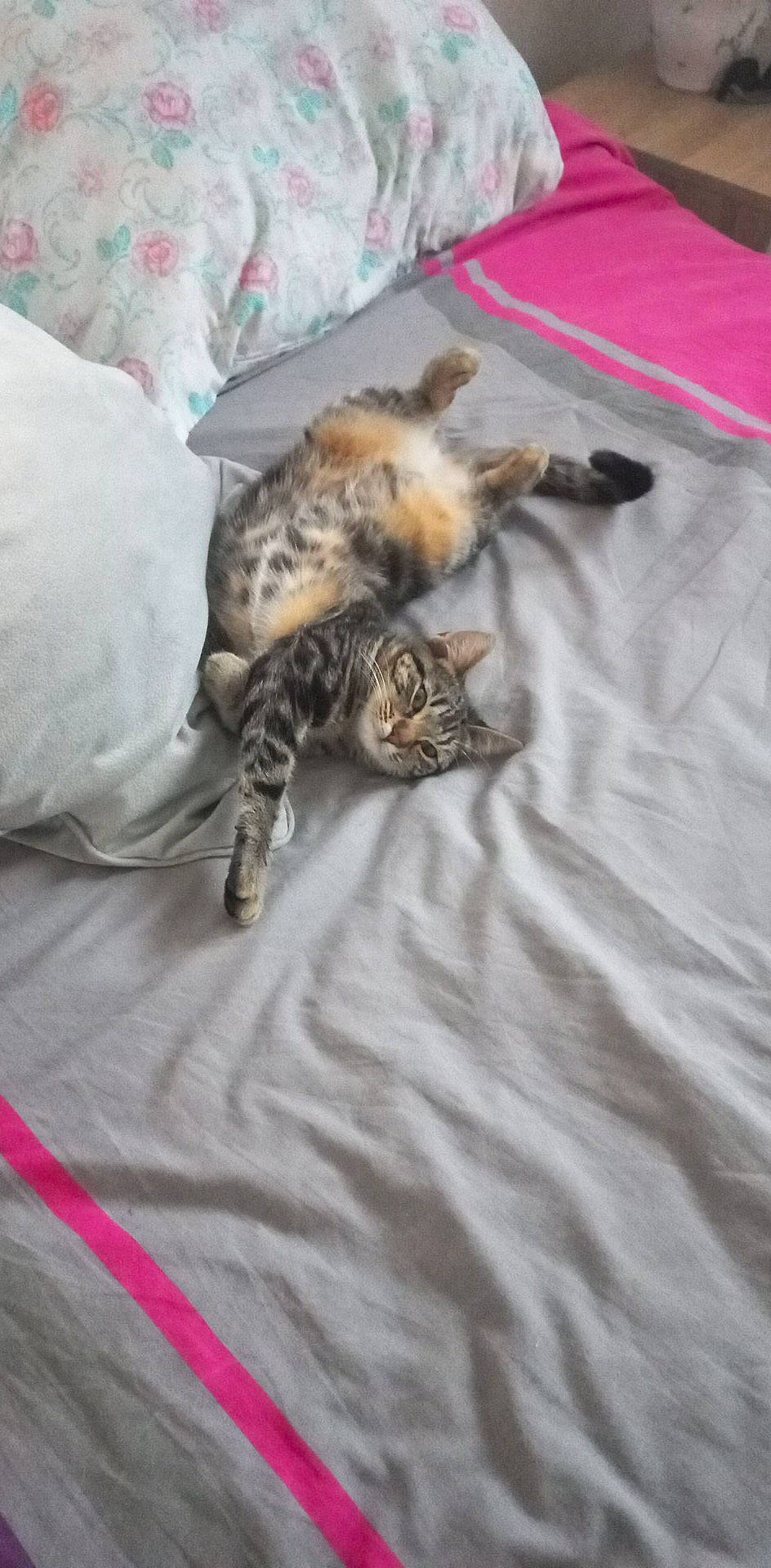 Minou a rejoint le concours — aidez-le/la à gagner de superbes lots ! bed, bed_sheet, bedding, bedroom, carnivore, cat, comfort, domestic_short_haired_cat, duvet, felidae, fur, grey, linens, room, small_to_medium_sized_cats, tail, terrestrial_animal, textile, whiskers, wood