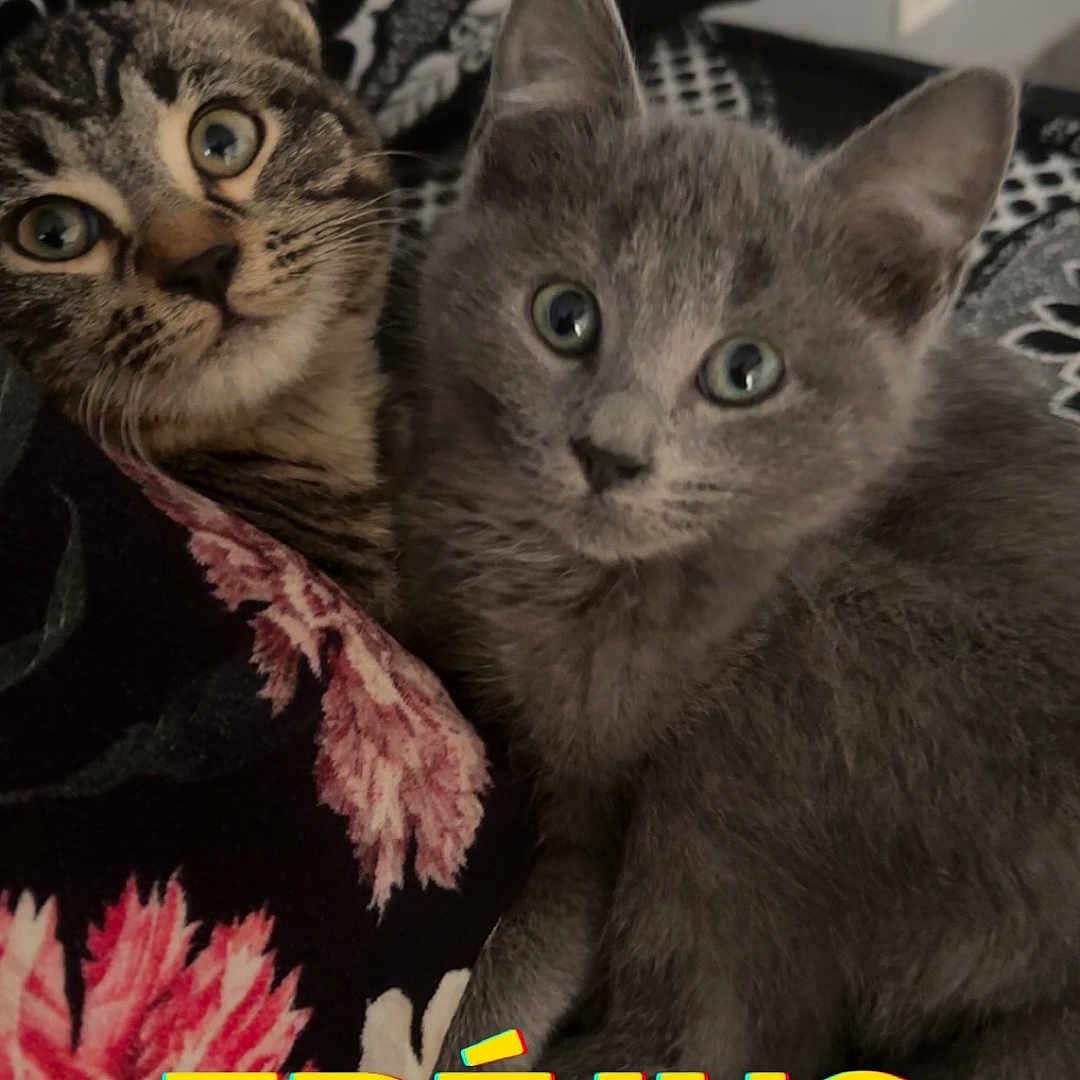 Simba participe au concours pour gagner de l'argent avec cette photo : abyssinian, advertisement, angora, animal, book, brasssection, cat, cushion, envelope, flower, greetingcard, homedecor, horn, kitten, mail, manx, musicalinstrument, pet, plant, publication