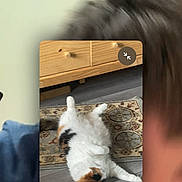 Bailey is registered to the contest to win money with this photo: cat, calico_cat, lying_down, rug, floor, wooden_furniture, carpet, indoor, pet, animal, fluffy, calm, relaxed, home, furniture, person_partial, blurred, screen_capture, technology, zoom