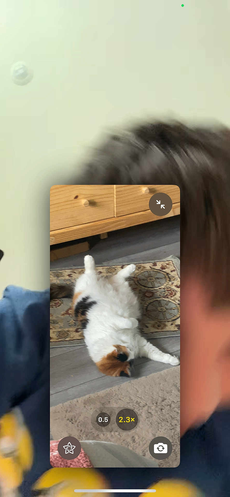 Bailey is registered to the contest to win money with this photo: cat, calico_cat, lying_down, rug, floor, wooden_furniture, carpet, indoor, pet, animal, fluffy, calm, relaxed, home, furniture, person_partial, blurred, screen_capture, technology, zoom