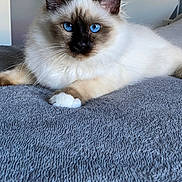 Armani participe au concours pour gagner de l'argent avec cette photo : animal, bed, blanket, blue_eyes, brown_markings, cat, close_up, cozy, cute, domestic_animal, feline, fluffy_fur, indoor, pet, portrait, relaxed, resting, soft_texture, whiskers, white_fur