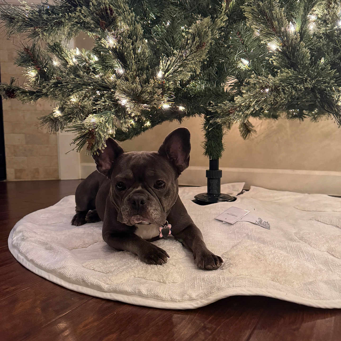 Missy is registered to the contest to win money with this photo: animal, canine, christmas, christmas_tree, companion, cute, decorations, dog, domestic_animal, festive, floor, french_bulldog, holiday, holiday_season, indoor, lights, pet, resting, tree_skirt, wood_floor