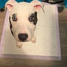 puppy, dog, white_dog, black_patches, training_pad, indoor, floor, curtains, looking_up, pet, young_dog, ears, animal, canine, cute, adorable, pet_training, background, flooring, domestic_animal