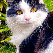 Chouquette participe au concours pour gagner de l'argent avec cette photo : cat, close_up, black_and_white, golden_eyes, whiskers, fluffy_fur, outdoor, greenery, plants, nature, pet, animal, portrait, feline, calm, soft_light, domestic_cat, pink_nose, curious