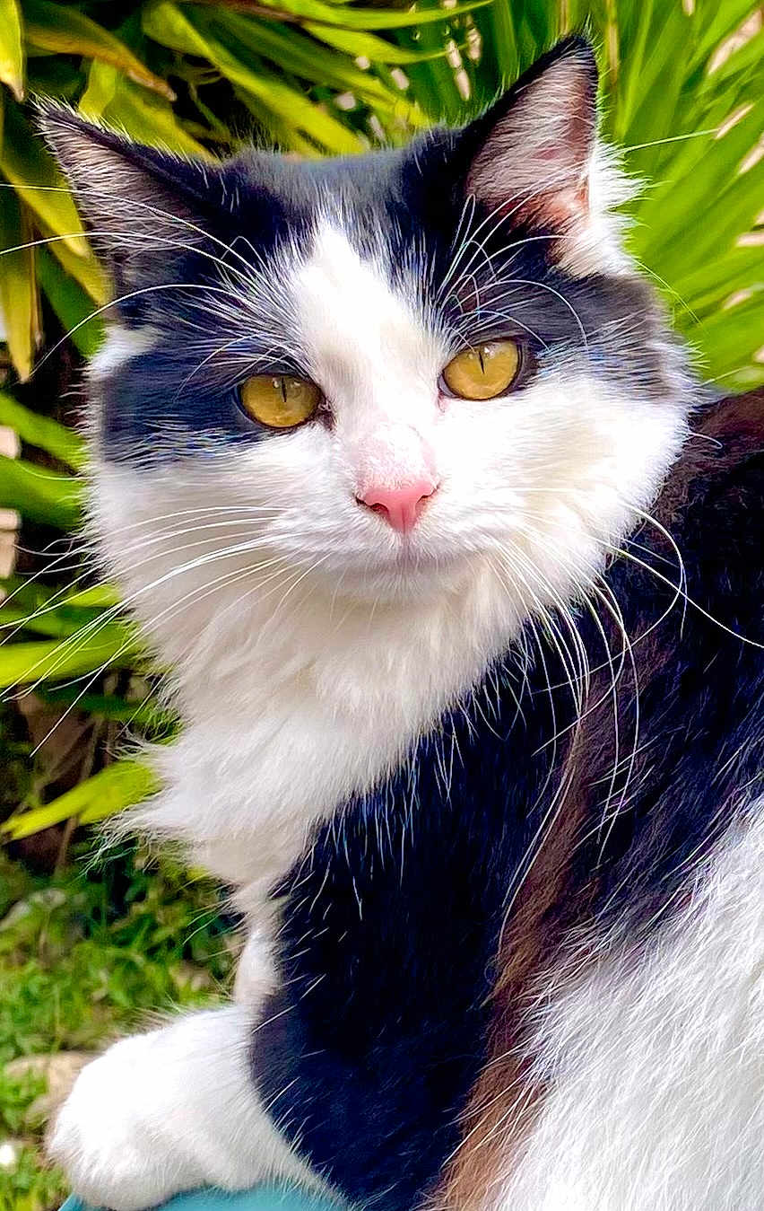 Chouquette participe au concours pour gagner de l'argent avec cette photo : cat, close_up, black_and_white, golden_eyes, whiskers, fluffy_fur, outdoor, greenery, plants, nature, pet, animal, portrait, feline, calm, soft_light, domestic_cat, pink_nose, curious