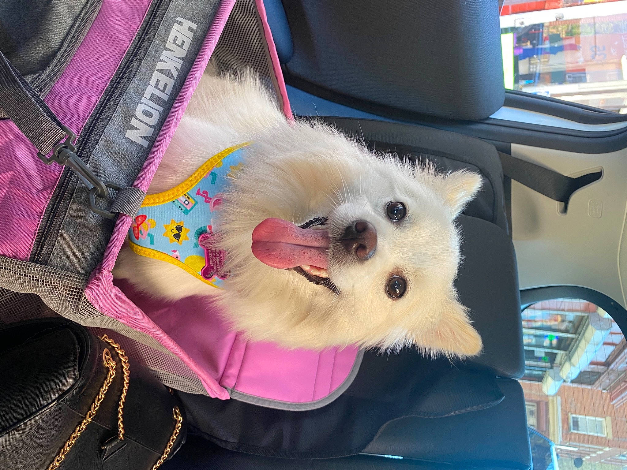 Sushi is registered to the contest to win money with this photo: canidae, carnivore, collar, companion_dog, dog, dog_breed, dog_supply, fashion_accessory, fawn, felidae, fur, magenta, small_terrier, small_to_medium_sized_cats, snout, spitz, sporting_group, toy_dog, whiskers, white