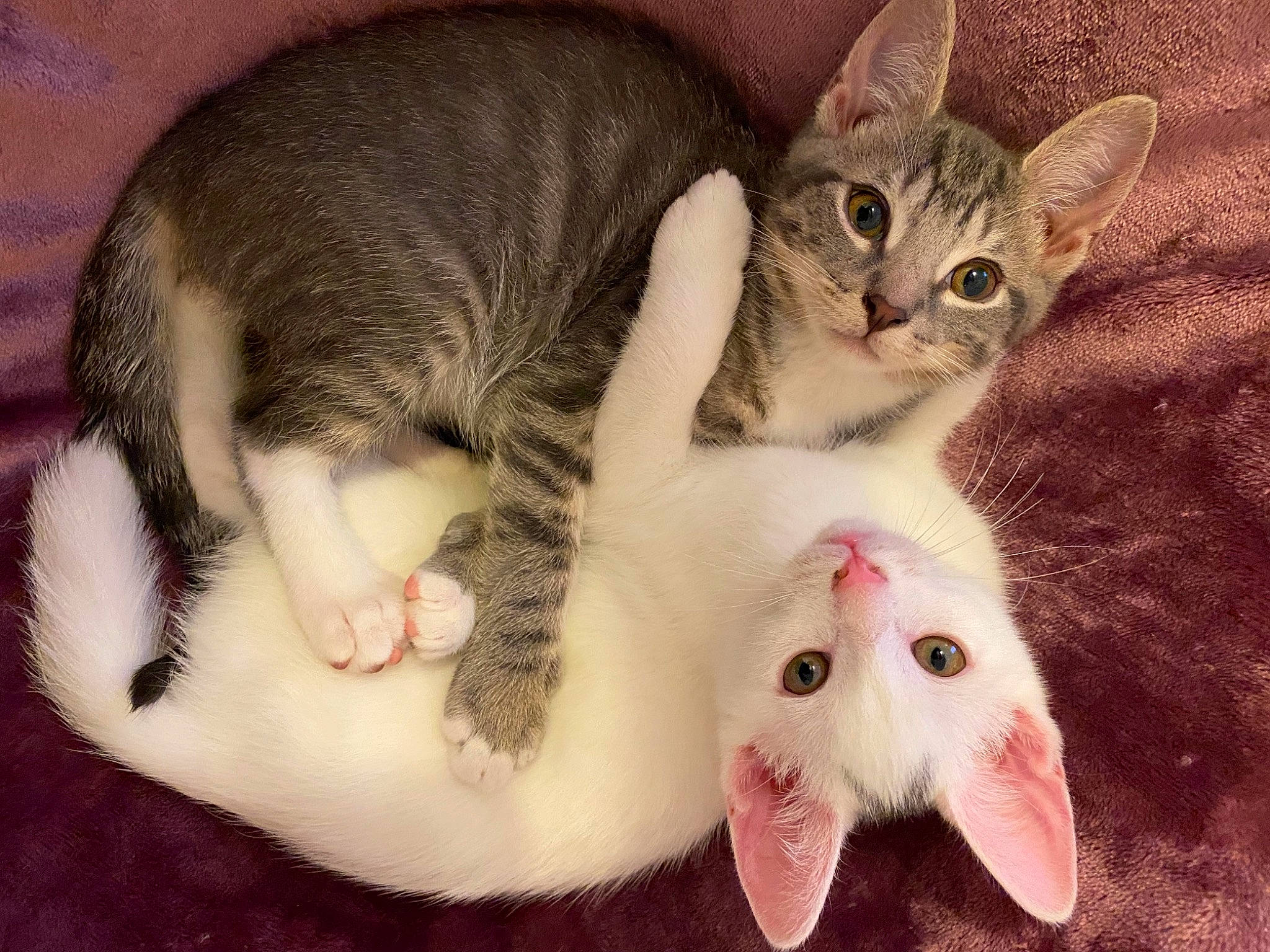 Suki And Rosie joined the competition — help win amazing prizes! carnivore, cat, close_up, comfort, domestic_short_haired_cat, fang, felidae, fur, mammal, paw, small_to_medium_sized_cats, snout, vertebrate, whiskers