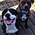 Buddy And Magnus