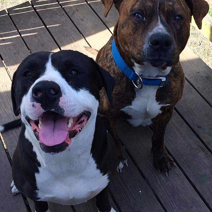 Buddy And Magnus joined the competition — help win amazing prizes! animal, black_and_white_dog, brindle_dog, brown_dog, canine, collar, companions, deck, dog, dogs, friendly, happy, outdoor, pet, shadow, smiling, sunlight, tongue_out, two_dogs, wooden_floor