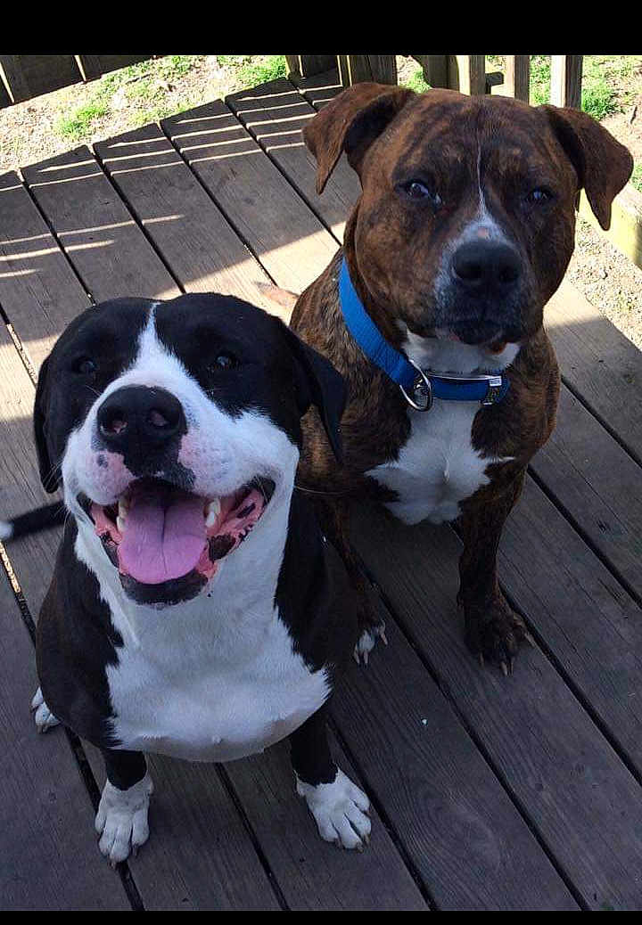 Buddy And Magnus joined the competition — help win amazing prizes! dog, dogs, outdoor, deck, wooden_floor, happy, smiling, black_and_white_dog, brown_dog, brindle_dog, collar, pet, animal, tongue_out, sunlight, shadow, two_dogs, canine, friendly, companions
