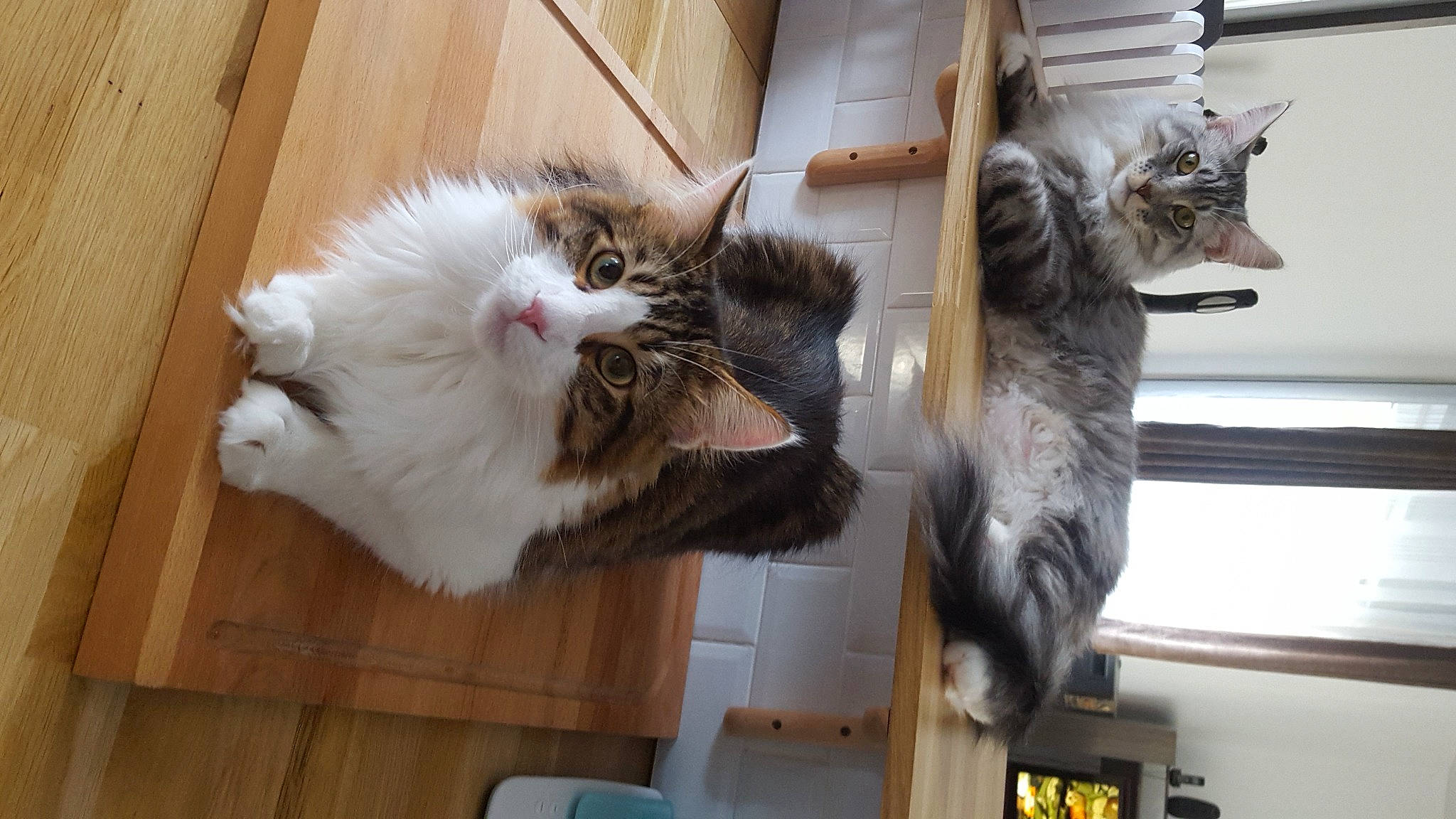 Jackson Et Joao a rejoint le concours — aidez-le/la à gagner de superbes lots ! carnivore, cat, claw, domestic_short_haired_cat, felidae, flooring, fur, hardwood, paw, small_to_medium_sized_cats, tail, whiskers, window, wood