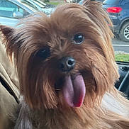 Victor participe au concours pour gagner de l'argent avec cette photo : dog, tongue_out, close_up, brown_fur, pet, car_interior, parking_lot, animal, cute, fluffy, canine, portrait, indoor, seat, window, fur, face, pet_portrait, companion, friendly