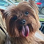 dog, tongue_out, close_up, brown_fur, pet, car_interior, parking_lot, animal, cute, fluffy, canine, portrait, indoor, seat, window, fur, face, pet_portrait, companion, friendly
