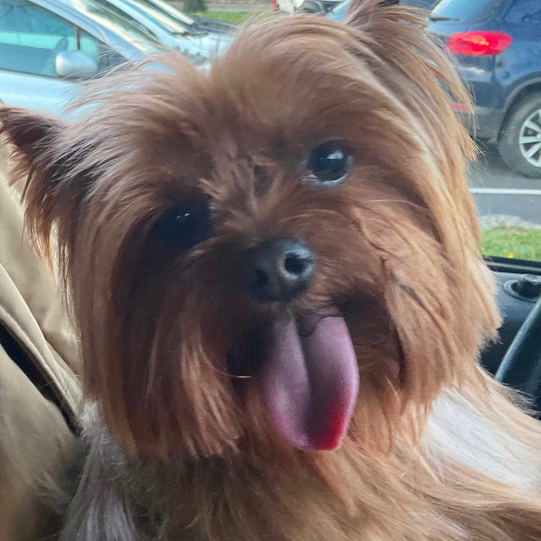 Victor participe au concours pour gagner de l'argent avec cette photo : animal, brown_fur, canine, car_interior, close_up, companion, cute, dog, face, fluffy, friendly, fur, indoor, parking_lot, pet, pet_portrait, portrait, seat, tongue_out, window