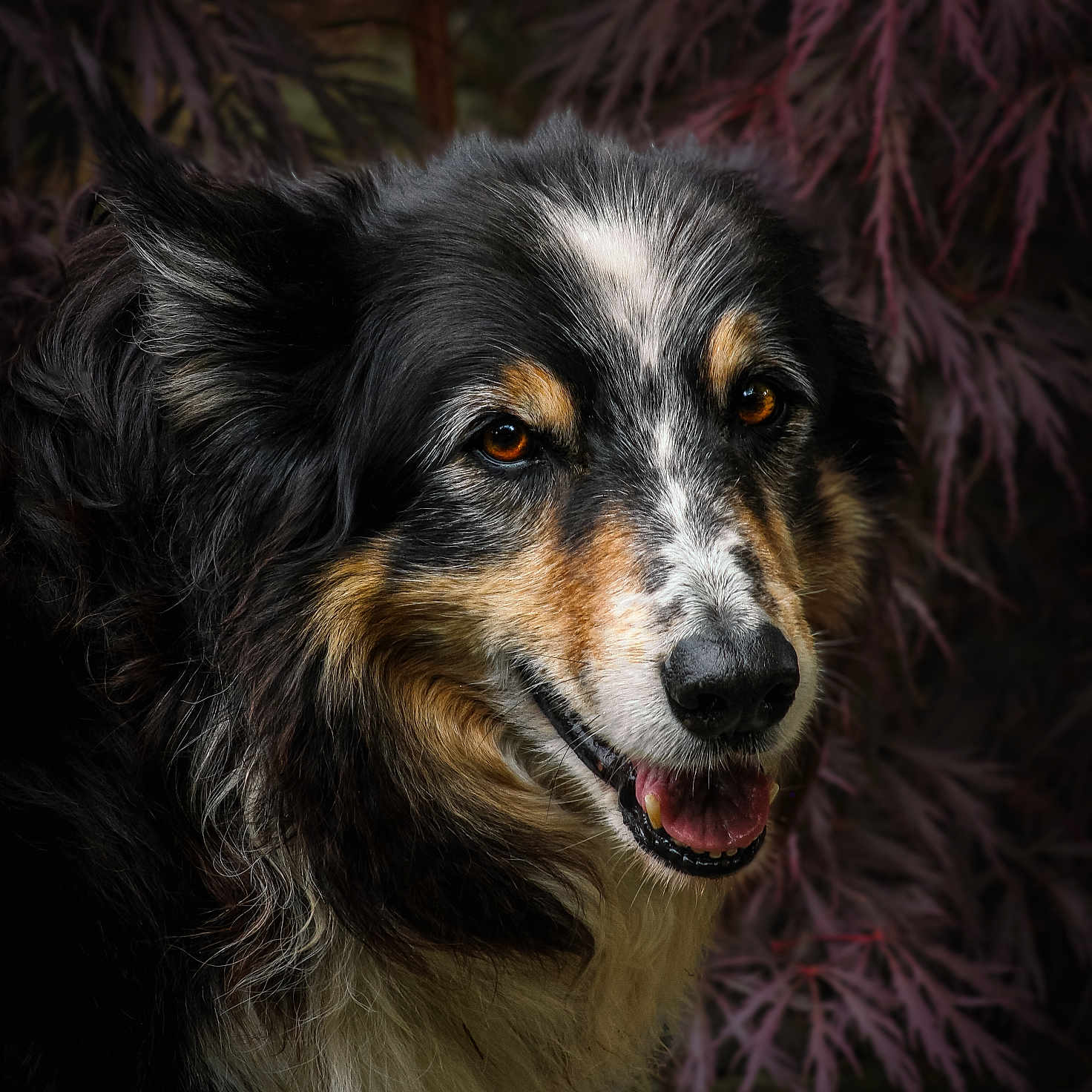 Samy a rejoint le concours — aidez-le/la à gagner de superbes lots ! animal, canine, closeup, dog, ears, eyes, face, fluffy, friendly, fur, leaf, mouth, muzzle, nature, nose, outdoor, pet, plant, portrait, smiling
