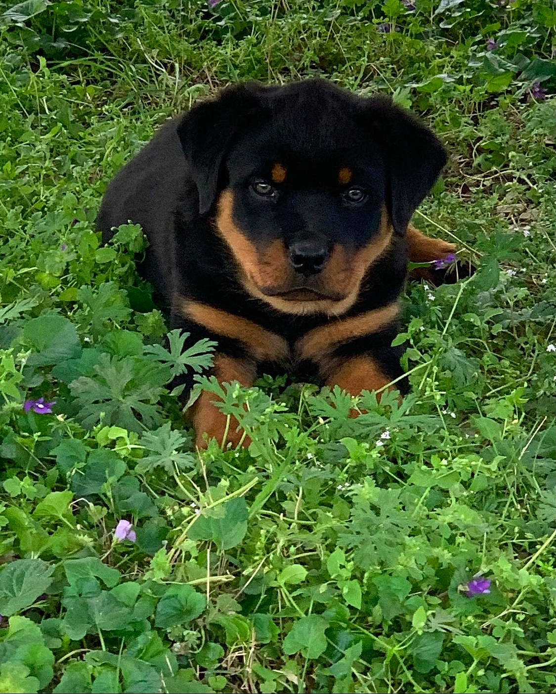 Dimond joined the competition — help win amazing prizes! annual_plant, beaglier, canidae, carnivore, companion_dog, dog, dog_breed, fawn, flower, grass, groundcover, hound, plant, rottweiler, shrub, snout, sporting_group, terrestrial_animal, working_animal, working_dog