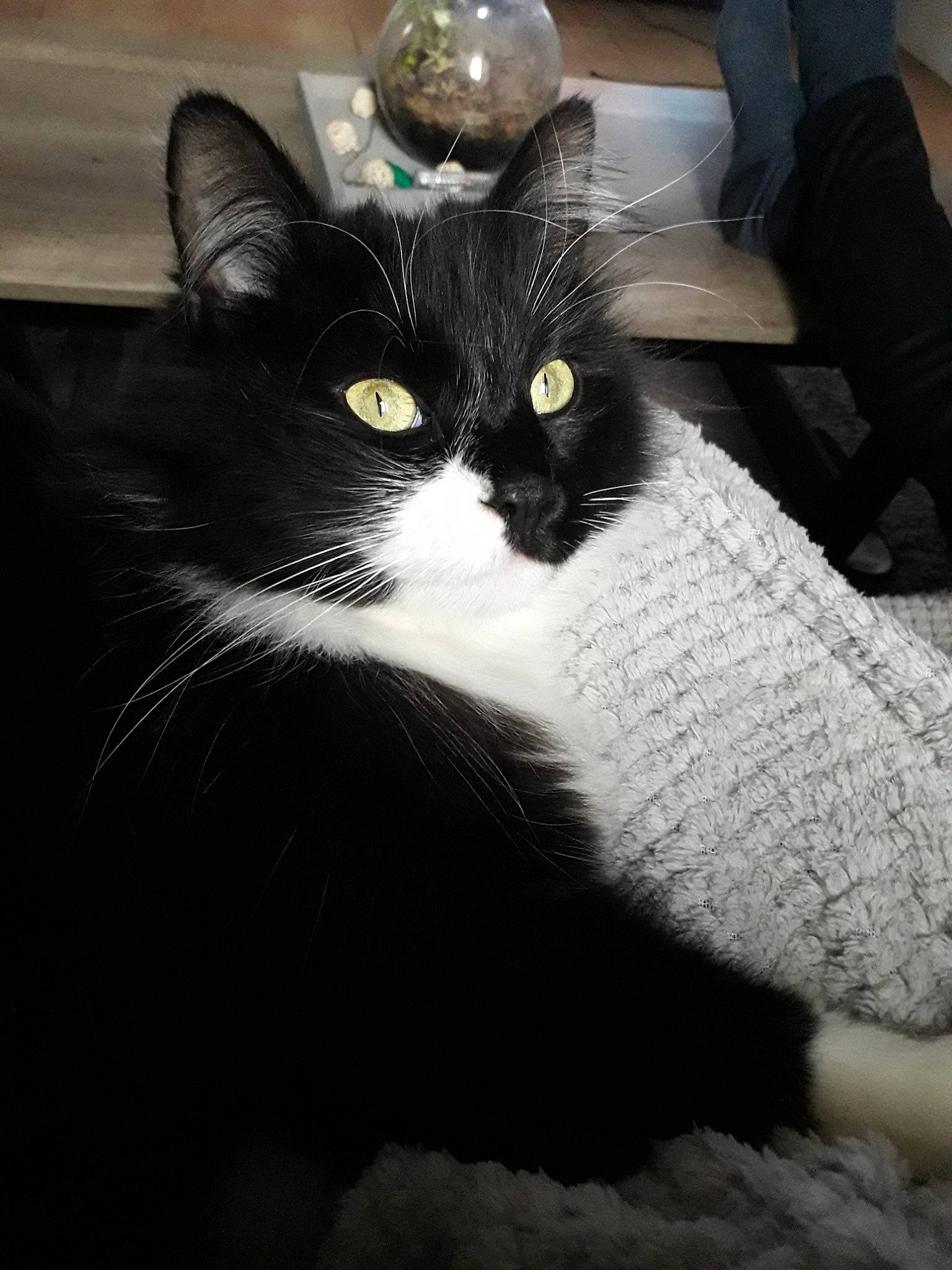 Fripouille participe au concours pour gagner de l'argent avec cette photo : asian, black, black_and_white, black_cat, carnivore, cat, domestic_long_haired_cat, domestic_short_haired_cat, ear, eye, felidae, fur, kitten, mammal, norwegian_forest_cat, small_to_medium_sized_cats, snout, whiskers