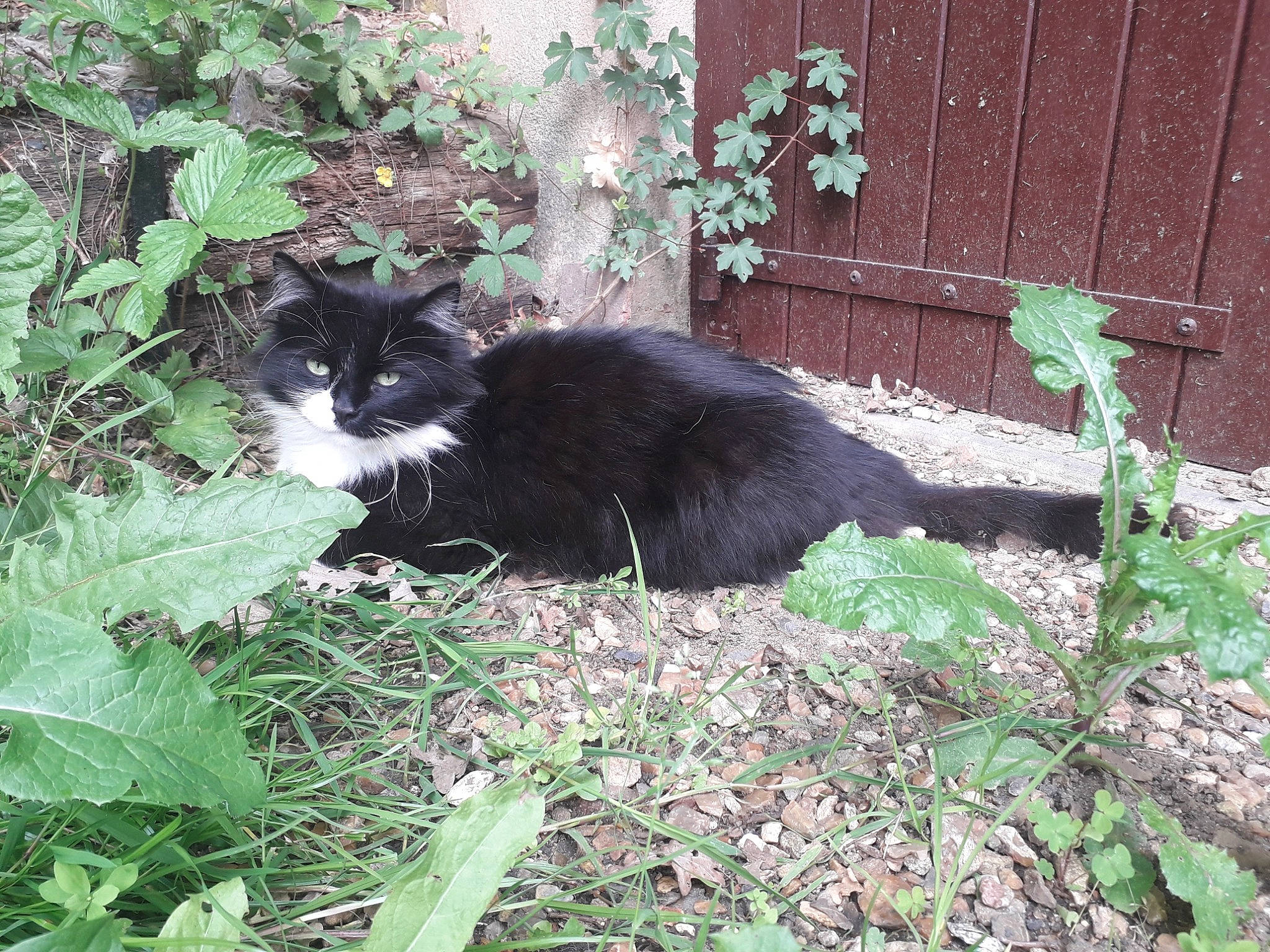 Fripouille a rejoint le concours — aidez-le/la à gagner de superbes lots ! black_and_white, black_cat, carnivore, cat, domestic_long_haired_cat, domestic_short_haired_cat, felidae, grass, leaf, plant, small_to_medium_sized_cats, tail, whiskers, wild_cat