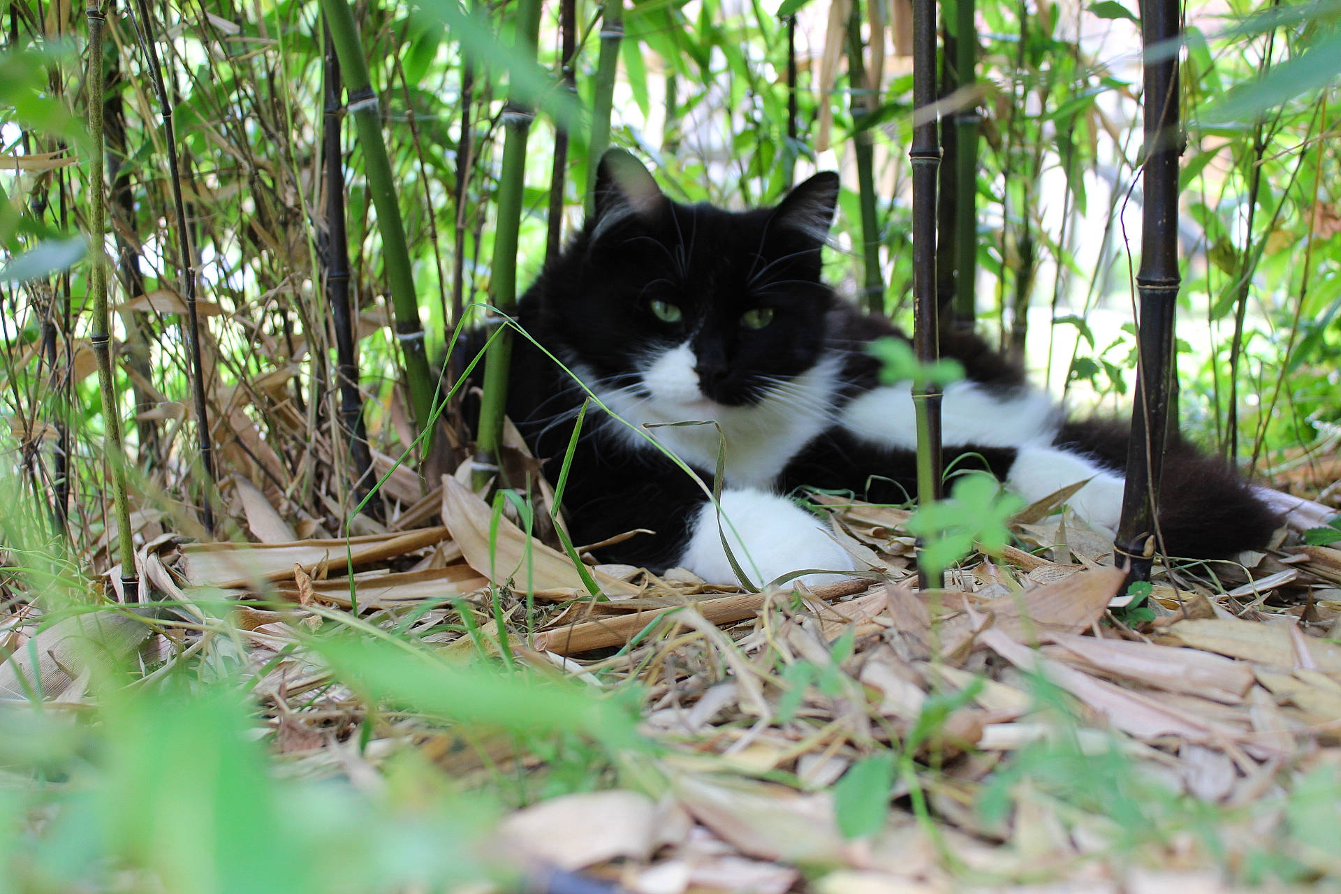 Fripouille a rejoint le concours — aidez-le/la à gagner de superbes lots ! carnivore, cat, domestic_short_haired_cat, felidae, grass, jungle, norwegian_forest_cat, organism, plant, polydactyl_cat, small_to_medium_sized_cats, tree, whiskers