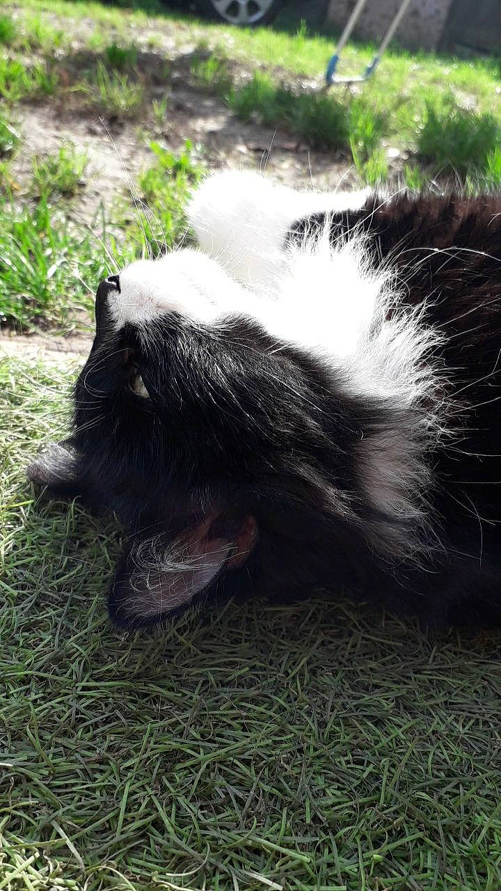 Fripouille participe au concours pour gagner de l'argent avec cette photo : fur, grass, new_world_porcupine, skunk, striped_skunk, tail, whiskers