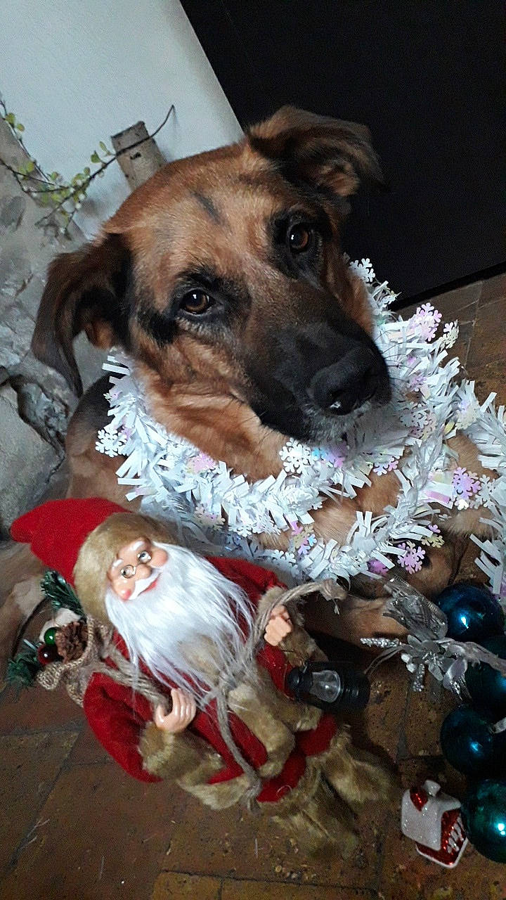 Lasko a rejoint le concours — aidez-le/la à gagner de superbes lots ! canidae, carnivore, dog, dog_breed, fawn, fox_terrier, mammal, potcake_dog, snout, sporting_group