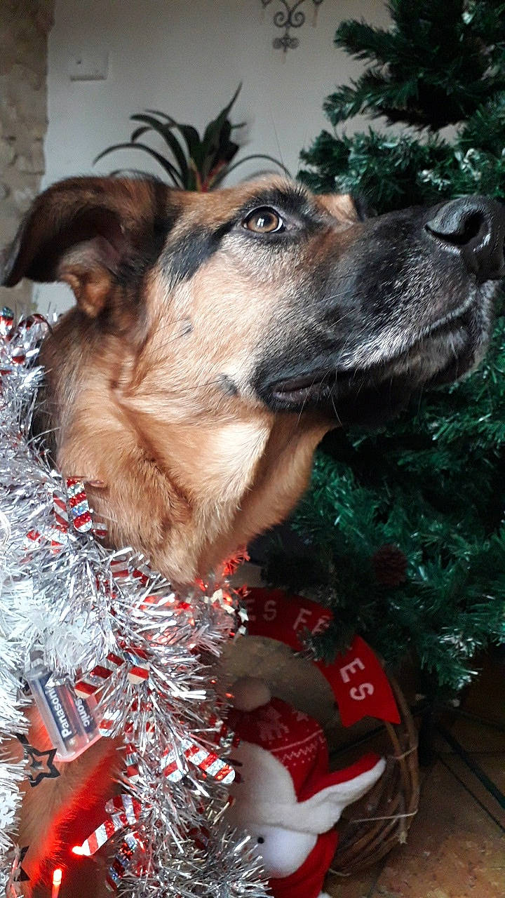 Lasko a rejoint le concours — aidez-le/la à gagner de superbes lots ! canidae, carnivore, christmas, dog, dog_breed, fawn, german_shepherd_dog, snout, sporting_group, tree