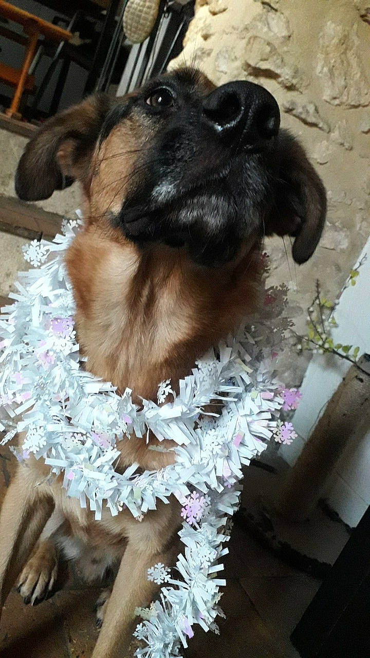 Lasko a rejoint le concours — aidez-le/la à gagner de superbes lots ! border_terrier, canidae, carnivore, companion_dog, dog, dog_breed, fawn, puppy, shih_tzu, snout, sporting_group