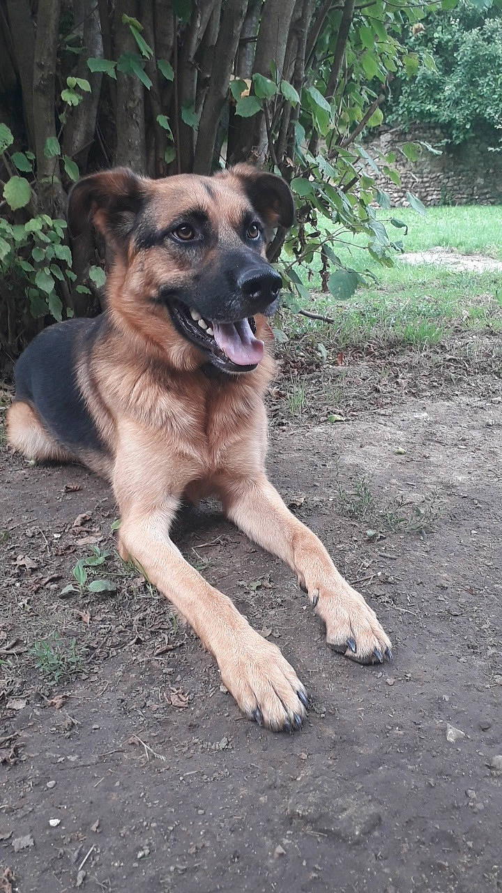 Lasko a rejoint le concours — aidez-le/la à gagner de superbes lots ! canidae, carnivore, dog, dog_breed, fawn, german_shepherd_dog, king_shepherd, mammal, old_german_shepherd_dog, rare_breed_dog, sporting_group, vertebrate, working_dog