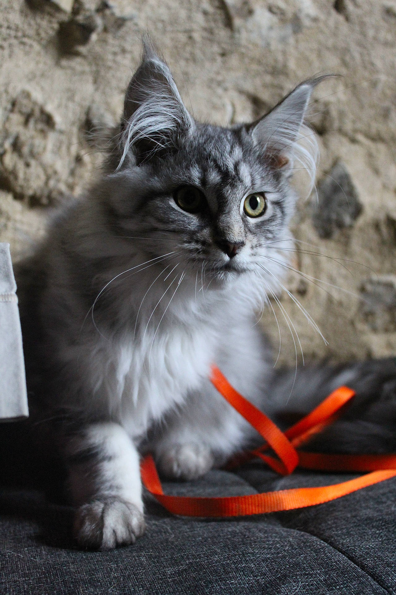 Raya a rejoint le concours — aidez-le/la à gagner de superbes lots ! aegean_cat, asian, black_and_white, british_semi_longhair, carnivore, cat, domestic_long_haired_cat, domestic_short_haired_cat, felidae, kitten, maine_coon, mammal, norwegian_forest_cat, ragdoll, siberian, small_to_medium_sized_cats, snout, tabby_cat, vertebrate, whiskers