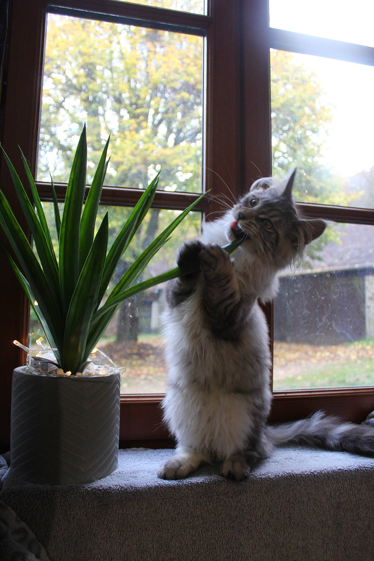 Raya a rejoint le concours — aidez-le/la à gagner de superbes lots ! carnivore, cat, felidae, flower, flowerpot, home, house, houseplant, interior_design, kitten, maine_coon, plant, ragdoll, small_to_medium_sized_cats, sunlight, whiskers, window