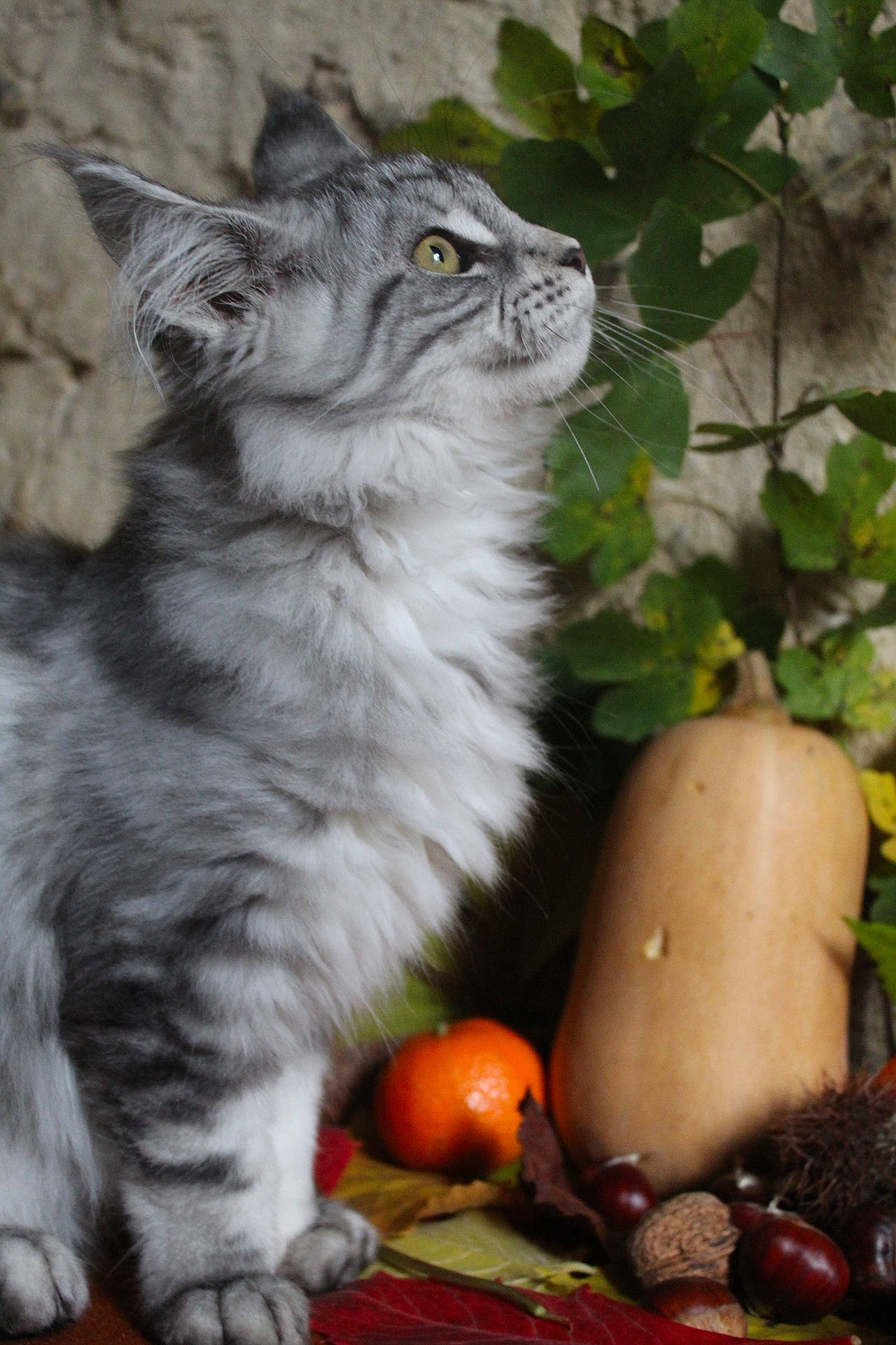 Raya participe au concours pour gagner de l'argent avec cette photo : american_curl, asian, british_semi_longhair, carnivore, cat, domestic_long_haired_cat, european_shorthair, felidae, kitten, maine_coon, norwegian_forest_cat, plant, siberian, small_to_medium_sized_cats, tabby_cat, whiskers