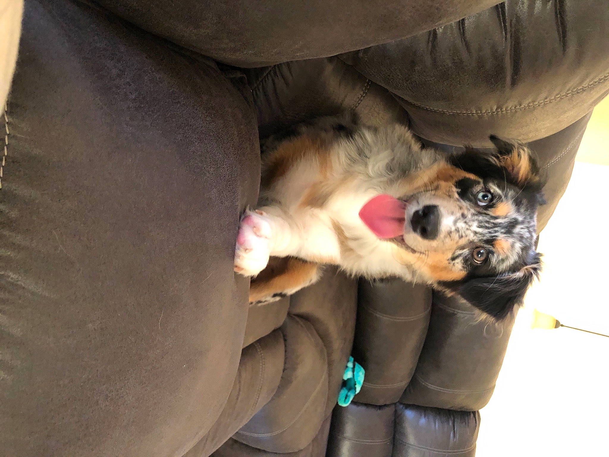 Ahsoka is registered to the contest to win money with this photo: auto_part, canidae, carnivore, claw, comfort, companion_dog, dog, dog_breed, fawn, felidae, foot, fur, gesture, human_leg, lap, paw, small_to_medium_sized_cats, thigh, vehicle, whiskers