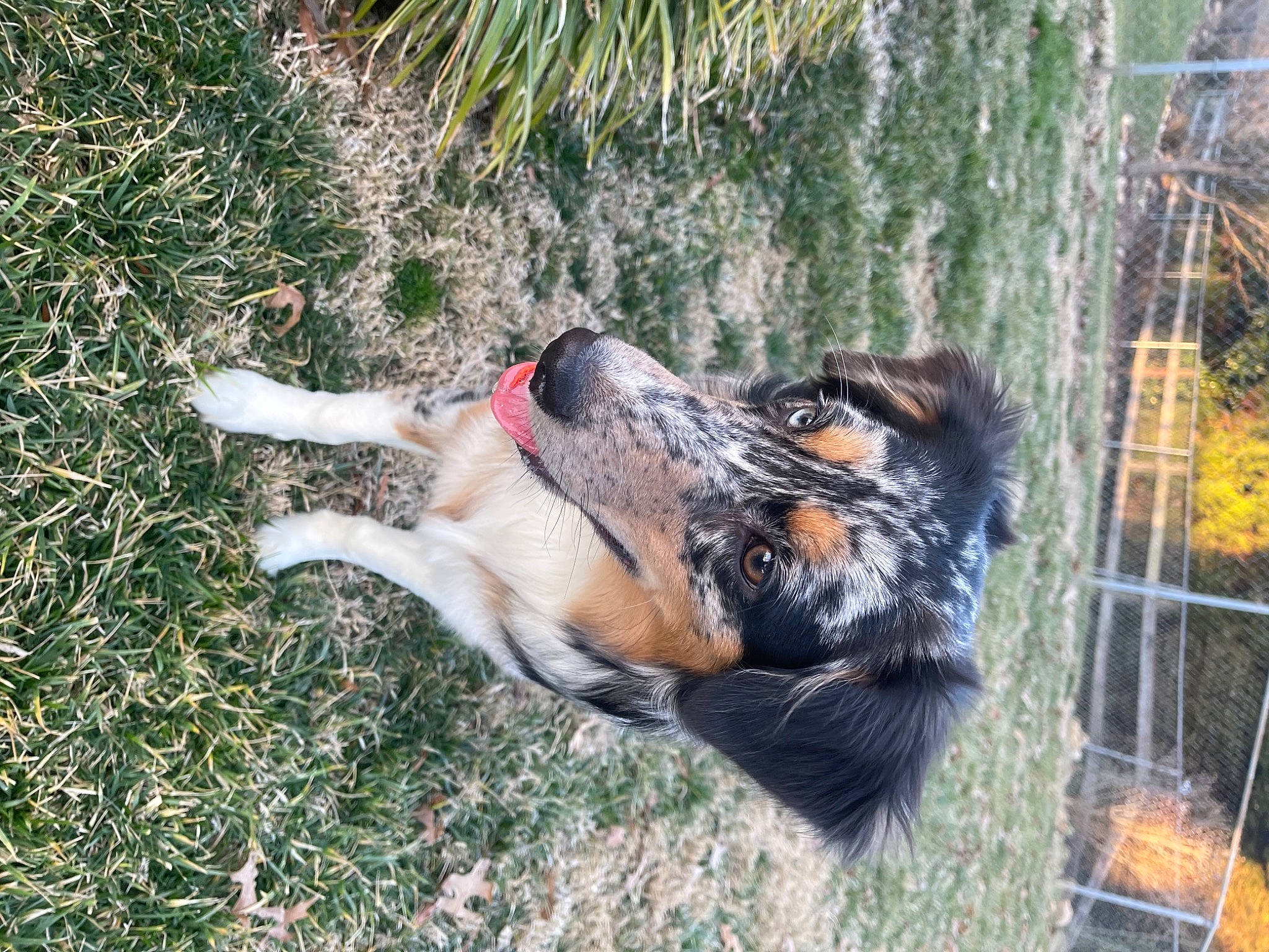 Ahsoka is registered to the contest to win money with this photo: australian_cattle_dog, carnivore, collar, companion_dog, dog, dog_breed, dog_supply, east_european_shepherd, fawn, fur, german_shepherd_dog, grass, herding_dog, king_shepherd, mesh, old_german_shepherd_dog, plant, snout, tail, tree