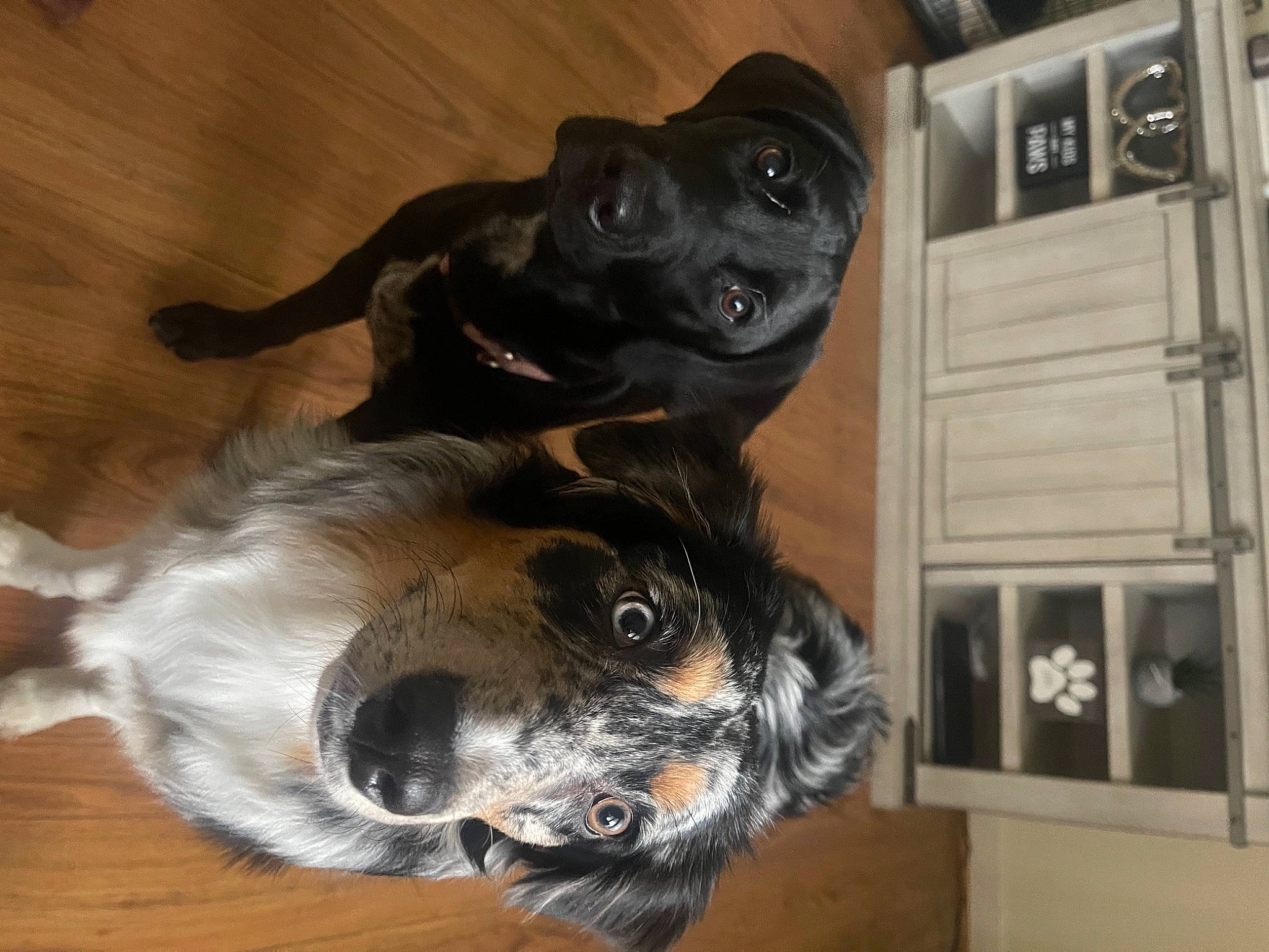 Ahsoka joined the competition — help win amazing prizes! canidae, carnivore, companion_dog, dog, dog_breed, fawn, flooring, fur, guard_dog, hardwood, liver, non_sporting_group, paw, snout, sporting_group, tail, whiskers, wood, working_animal, working_dog