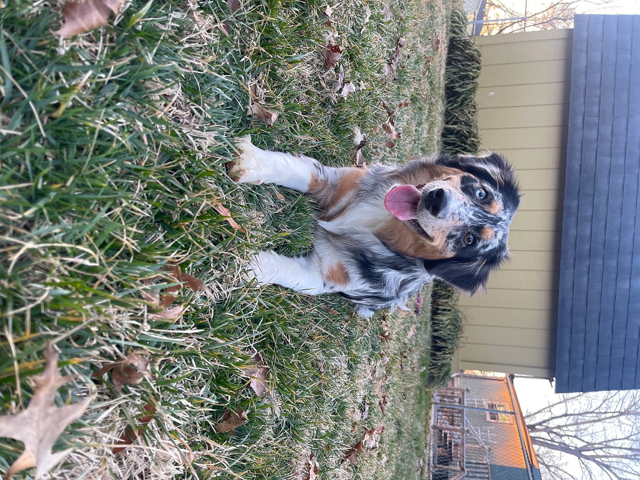 Ahsoka is registered to the contest to win money with this photo: canidae, carnivore, companion_dog, dog, dog_breed, fawn, grass, groundcover, non_sporting_group, plant, sporting_group, tail, tree, trunk, twig, winter, wood