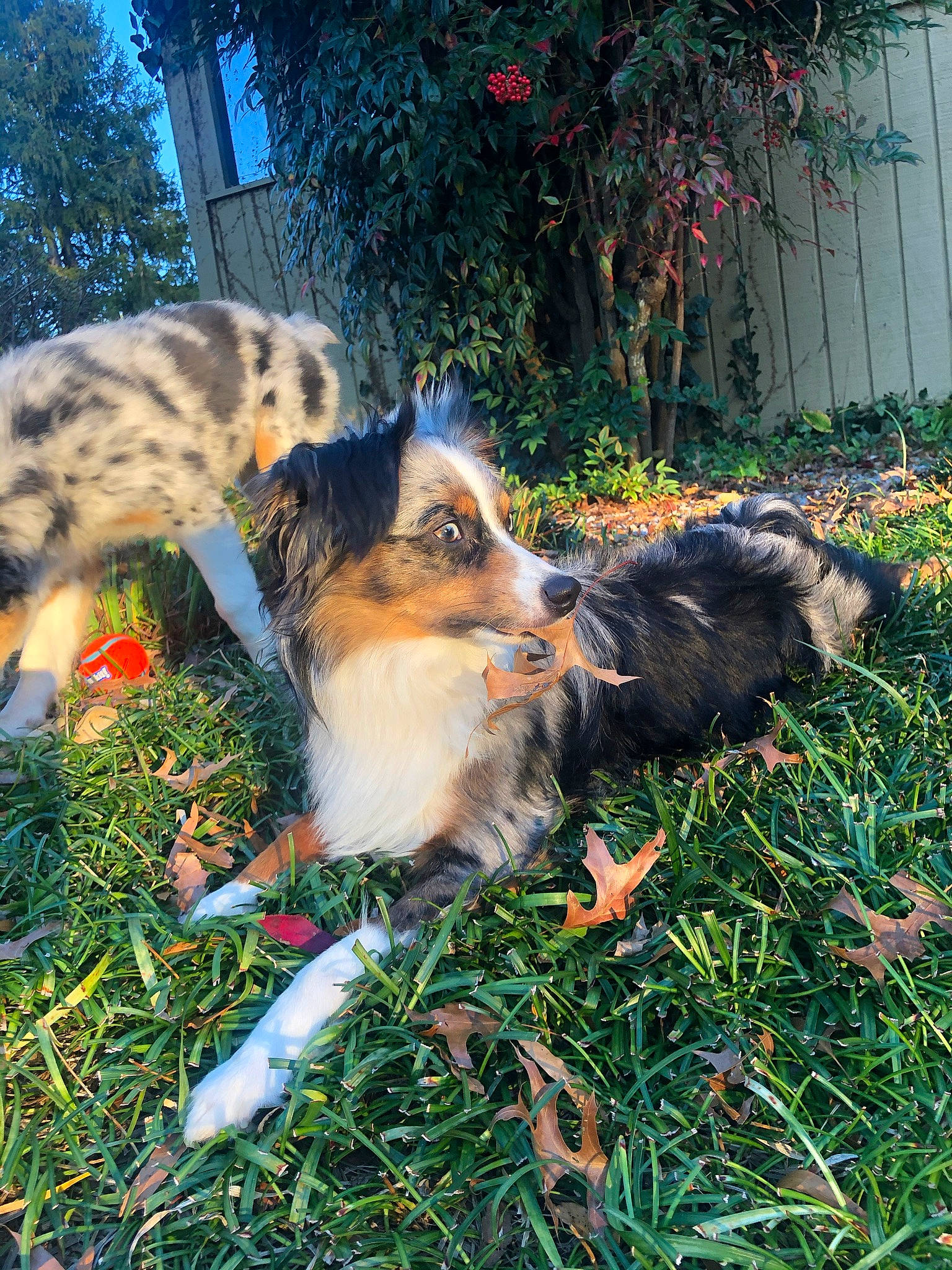 Apollo is registered to the contest to win money with this photo: australian_shepherd, canidae, carnivore, collie, companion_dog, dog, dog_breed, garden, grass, herding_dog, people_in_nature, plant, scotch_collie, sky, sporting_group, tail, tree, whiskers, working_dog, yard