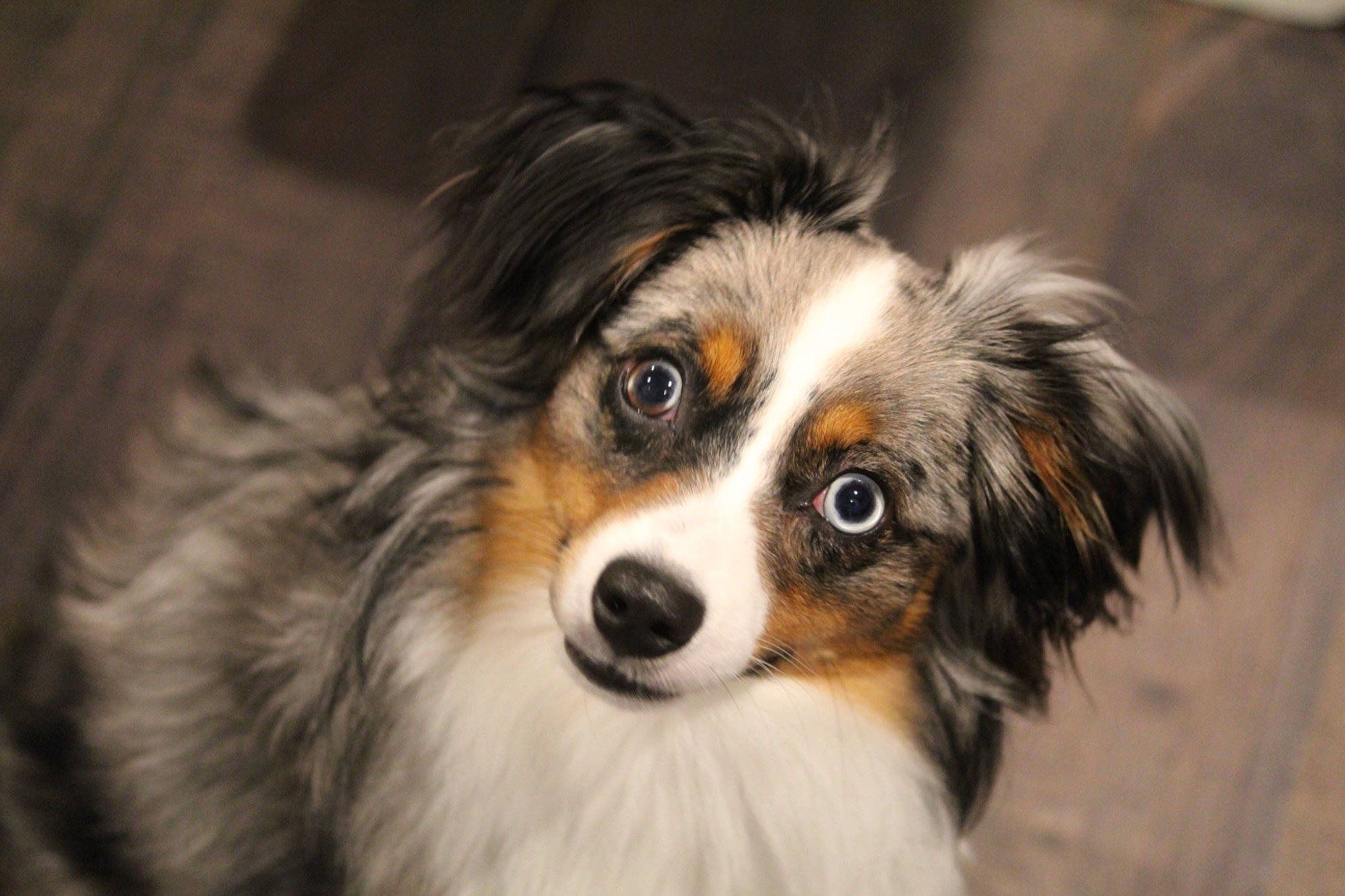 Apollo joined the competition — help win amazing prizes! australian_collie, australian_shepherd, canidae, carnivore, companion_dog, dog, dog_breed, fur, herding_dog, miniature_australian_shepherd, plant, skyscraper, snout, sporting_group, toy_dog, whiskers, wildlife, working_animal, working_dog