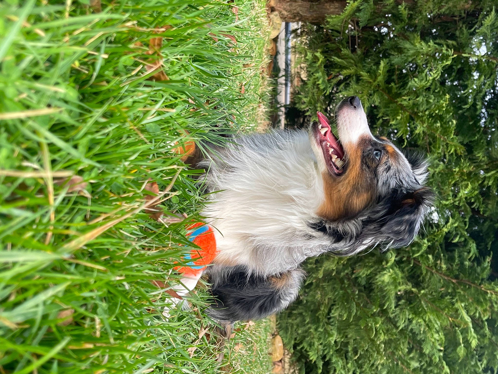 Apollo is registered to the contest to win money with this photo: beak, canidae, carnivore, companion_dog, dog, dog_breed, fawn, fur, grass, groundcover, plant, snout, spaniel, sporting_group, tail, terrestrial_plant, terrier, tree, whiskers, wing