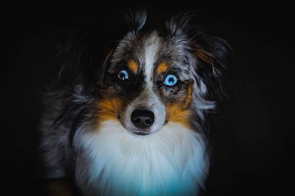 Apollo is registered to the contest to win money with this photo: ball, canidae, carnivore, companion_dog, darkness, dog, dog_breed, fur, iris, papillon, plant, puppy, snout, sporting_group, toy_dog, whiskers, working_dog