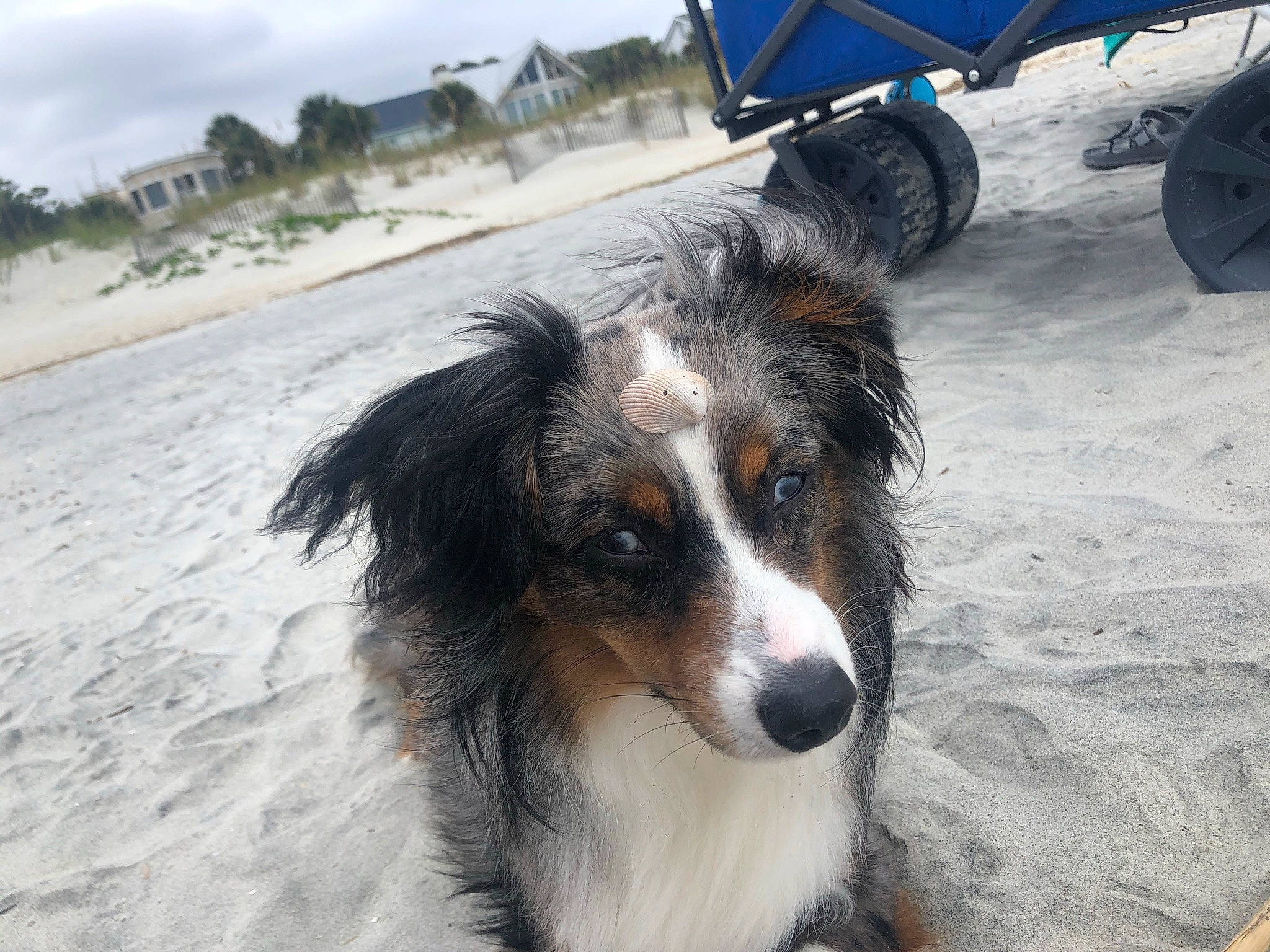 Apollo joined the competition — help win amazing prizes! automotive_tire, beach, carnivore, cloud, companion_dog, dog, dog_breed, fur, herding_dog, landscape, plant, sand, sky, snout, sporting_group, tire, vehicle, wheel, wind_wave, working_dog