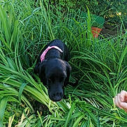 Audrey Nennig participe au concours pour gagner de l'argent avec cette photo : dog, black_dog, bandana, pink_bandana, grass, plants, greenery, garden, outdoor, nature, pet, canine, foliage, leaf, bush, curious, animal, summer, daylight, hand