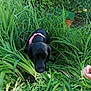 dog, black_dog, bandana, pink_bandana, grass, plants, greenery, garden, outdoor, nature, pet, canine, foliage, leaf, bush, curious, animal, summer, daylight, hand